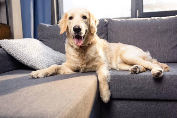 istock Cute golden retriever dog lying on sofa indoors 700673512