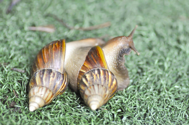 making love snail ,having sex snail or two snails