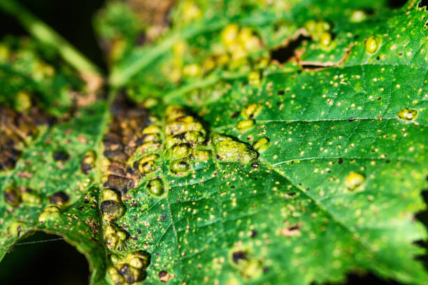 Sick vine leaves close-up affected by Colomerus Vitis in summer Sick vine leaves close-up affected by Colomerus Vitis in summer . gall mite stock pictures, royalty-free photos & images