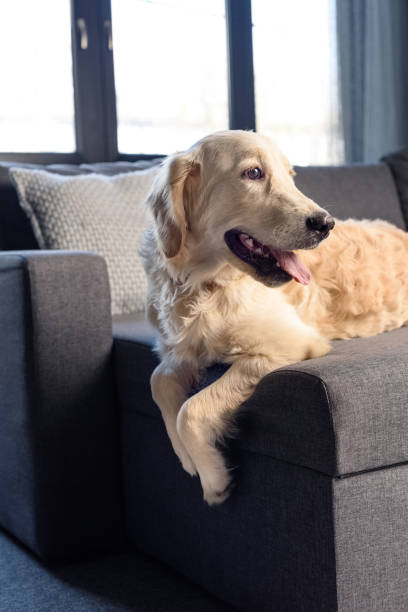 istock Cute golden retriever dog lying on sofa indoors 700678676