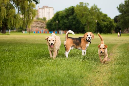 Three dogs running in park. Beagle and two stray dogs.