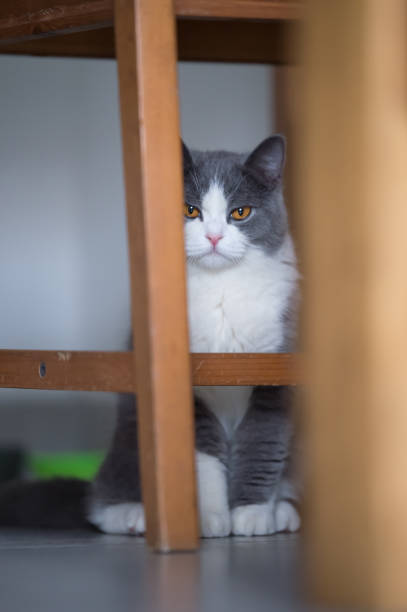 istock Gray British shorthair cats, indoors 700692578