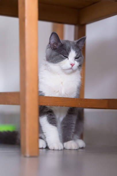 istock Gray British shorthair cats, indoors 700692624