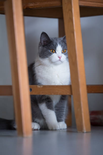 istock Gray British shorthair cats, indoors 700692636