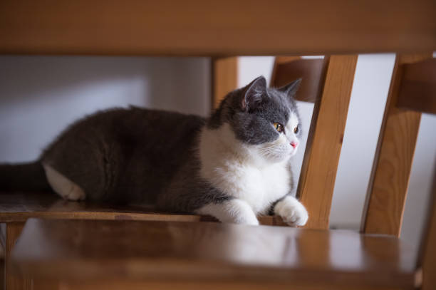 istock Gray British shorthair cats, indoors 700692684