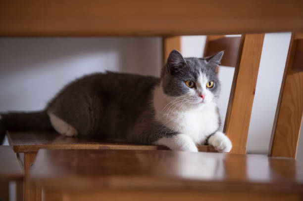 istock Gray British shorthair cats, indoors 700692690