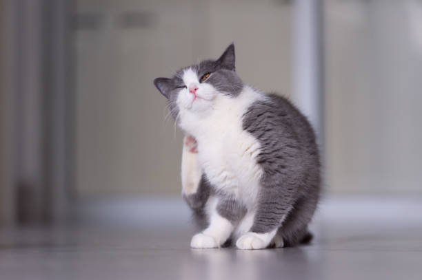 Gray British shorthair cats, indoors