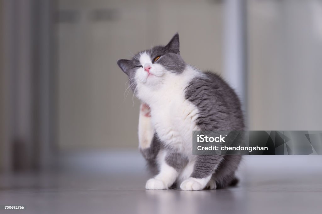 Gray British shorthair cats, indoors Scratching Stock Photo