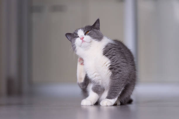 Gray British shorthair cats, indoors Gray British shorthair cats, indoors scratching stock pictures, royalty-free photos & images