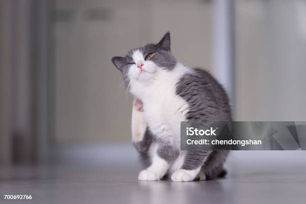 Gray British Shorthair Cats Indoors Stock Photo - Download Image Now - Scratching, Domestic Cat, Pets