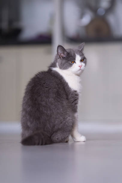 istock Gray British shorthair cats, indoors 700692780
