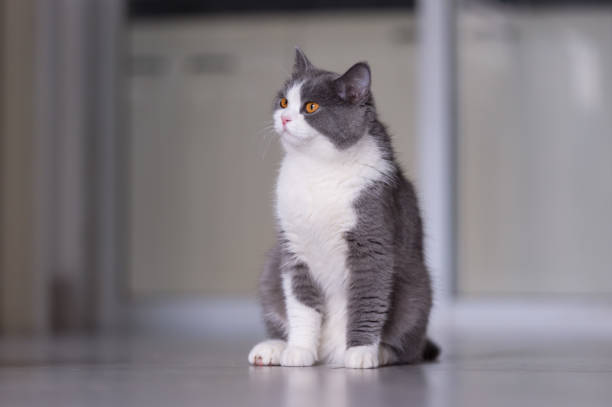 istock Gray British shorthair cats, indoors 700692784