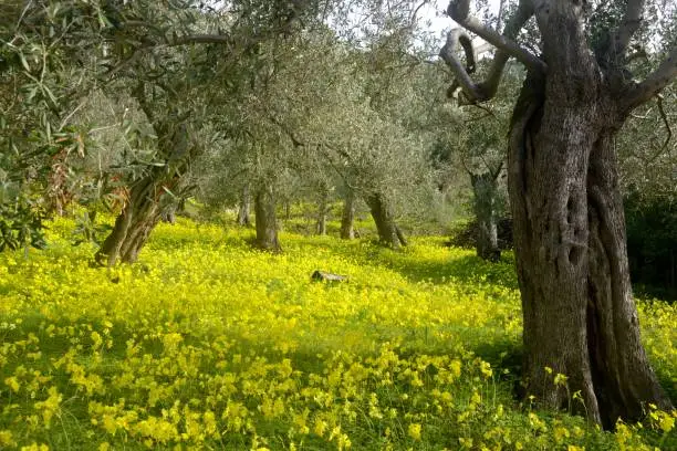 Ancient Olive grove in Sardinia covered with Oxalis flowers in winter