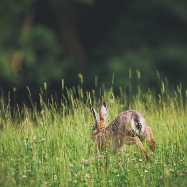 Wild Rabbit Summer 28,100+ Wild Rabbit Stock Photos, Pictures & Royalty-Free Images - iStock