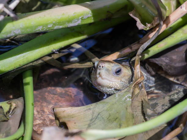istock Water  turtle sits in the water and stuck its head between the aquatic plants 700697646