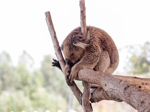 Koala  sleeps on felled trees in Gan Guru kangaroo park in Kibutz Nir David in Israel Koala sleeps on felled trees in Gan Guru kangaroo park in Kibutz Nir David in Israel nir stock pictures, royalty-free photos & images