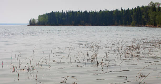 Reeds in the water