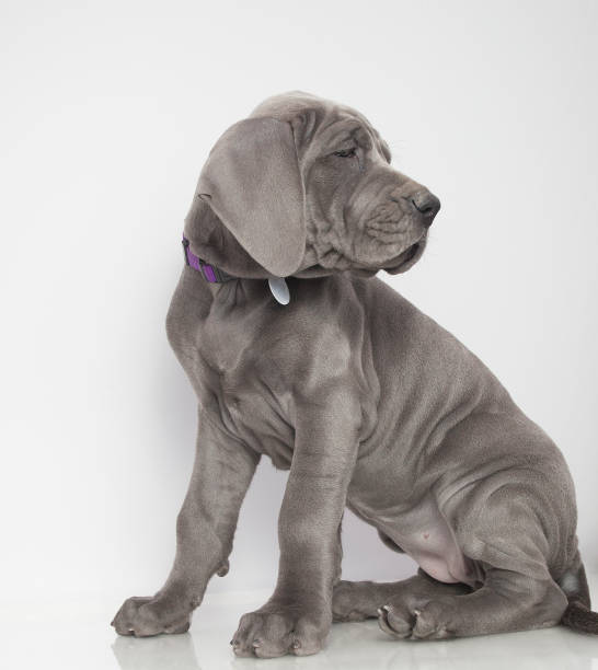 istock Purebred Great Dane puppy 700702548