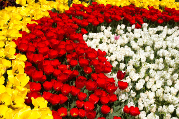 istock Multicolored tulips blossomed in spring in Turkey 700702638