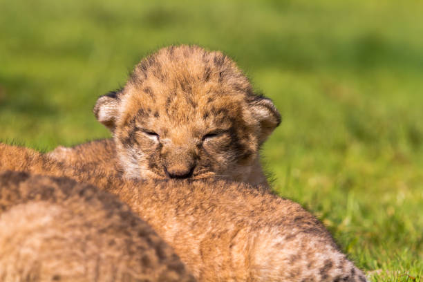 Four very small lion cubs on a green lawn. They just five weeks, this is their first trip without a mother, rare shots.After a short walk cubs quickly tired.