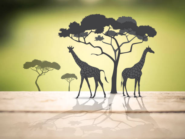 istock giraffe  in africa safari 700712706