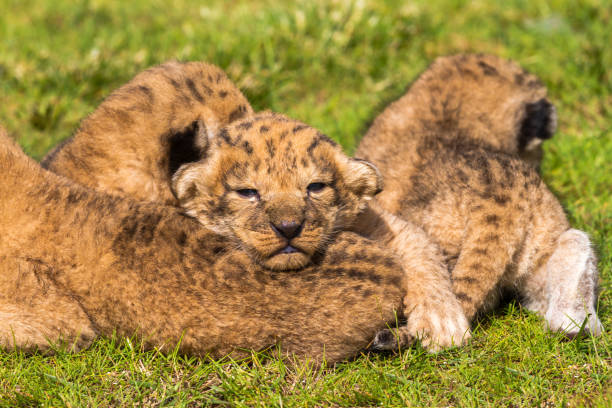 istock Four very small lion cubs are tired 700712934