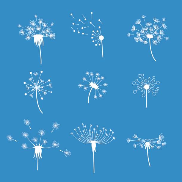 illustrations, cliparts, dessins animés et icônes de pissenlit duveteux fleurs et graines ensemble. vector - dandelion freedom silhouette wind