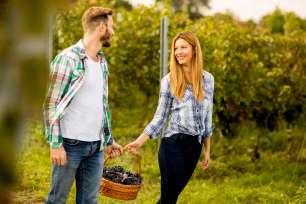 istock Young couple  harvesting grapes in a vineyard 700713168