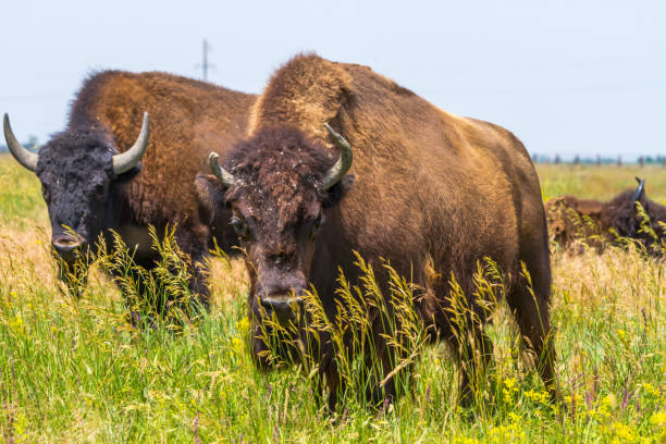 istock In savannah, steppe, prairie a herd of bison is grazed. 700713512