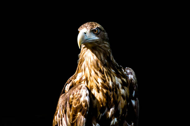 istock Noble eagle, photo on a black background 700713610