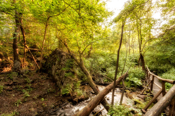 istock Roztocze (Roztochia) National Park. Cascades on Sopot river. Czartowe Pole (Devil's Field) reservation. 700719016