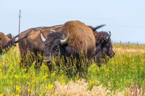 istock In savannah, steppe, prairie a herd of bison is grazed. 700721994