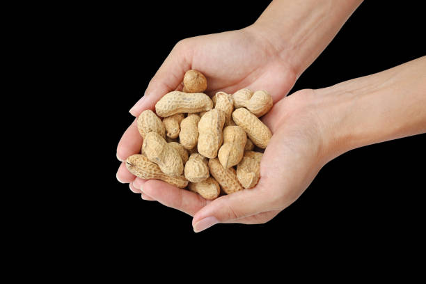 istock Hands holding peanuts in the shell isolated on black background. 700722094