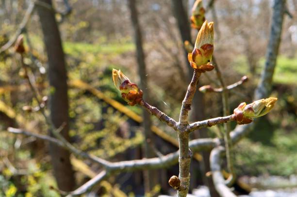 istock buds swell, chestnut, tree, spring, development, blooms early, leaves 700722930