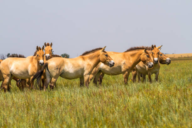 istock Przewalski's horses in the steppe 700725434
