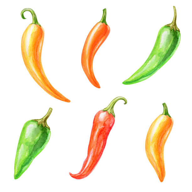 istock watercolor illustration, Mexican chili pepper clip art, ethnic isolated objects set, food, design elements 700725614