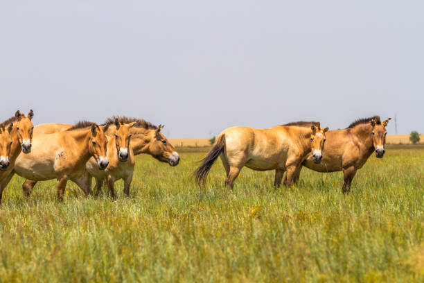 istock Przewalski's horses in the steppe 700725620