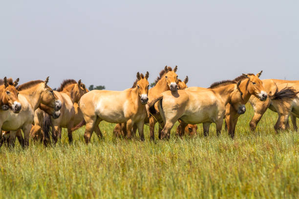 istock Przewalski's horses in the steppe 700725800