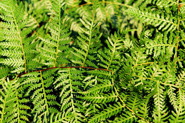 istock Bright green fern background 700726206