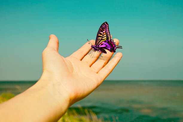 istock Beautiful butterfly on hand in a vintage background. 700726358