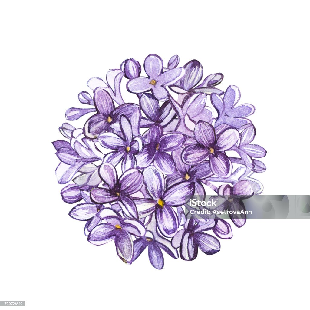 Vòng Tròn Hoa Tử Đinh Hương Màu Nước Hình Xăm Nghệ Thuật Hoặc ...