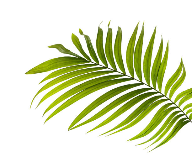 istock Green leaves of palm tree on white background 700736144