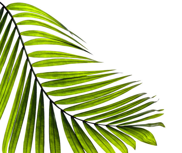 istock Green leaves of palm tree on white background 700736158