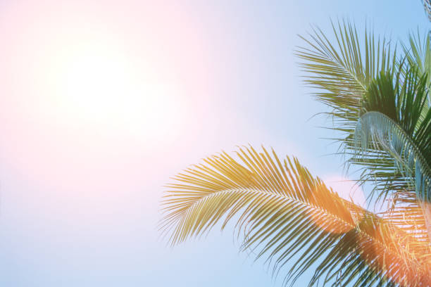 istock Evening sun shines through the coconut in the garden. 700743116