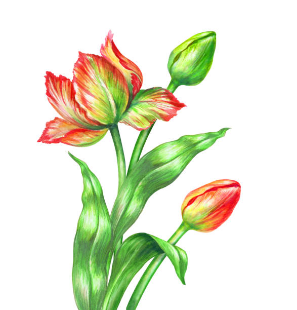 istock watercolor red tulips, botanical illustration, isolated on white background 700749794