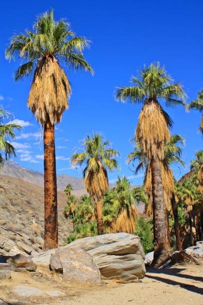 istock Palm canyon, California 700750402
