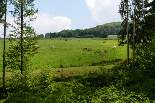 istock On the Hiking Trail Spessartweg in Germany 700763590