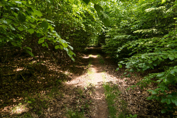 istock On the Hiking Trail Spessartweg in Germany 700763618