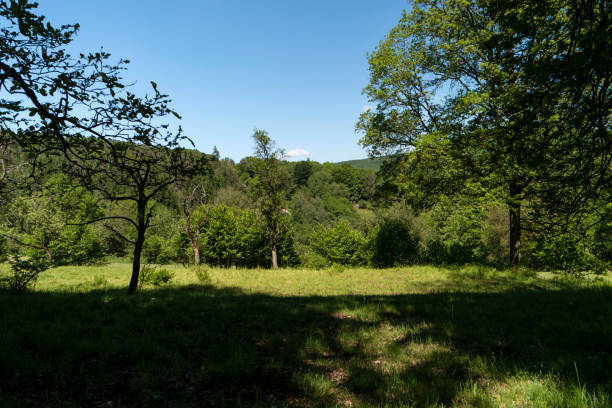 istock On the Hiking Trail Spessartweg in Germany 700763684
