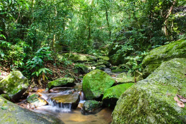 Stream in the Atlantic forest